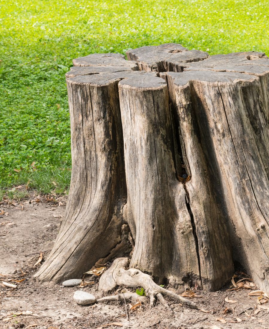 affordable tree removal services North Tucson