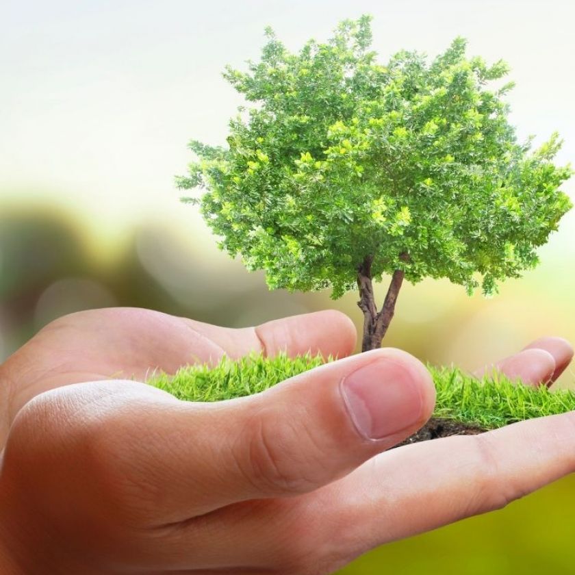 Tree Planting & Care Services Tucson