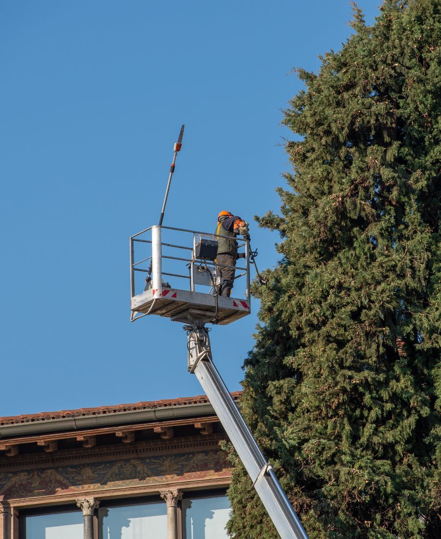 Best Commercial Tree Services Tucson
