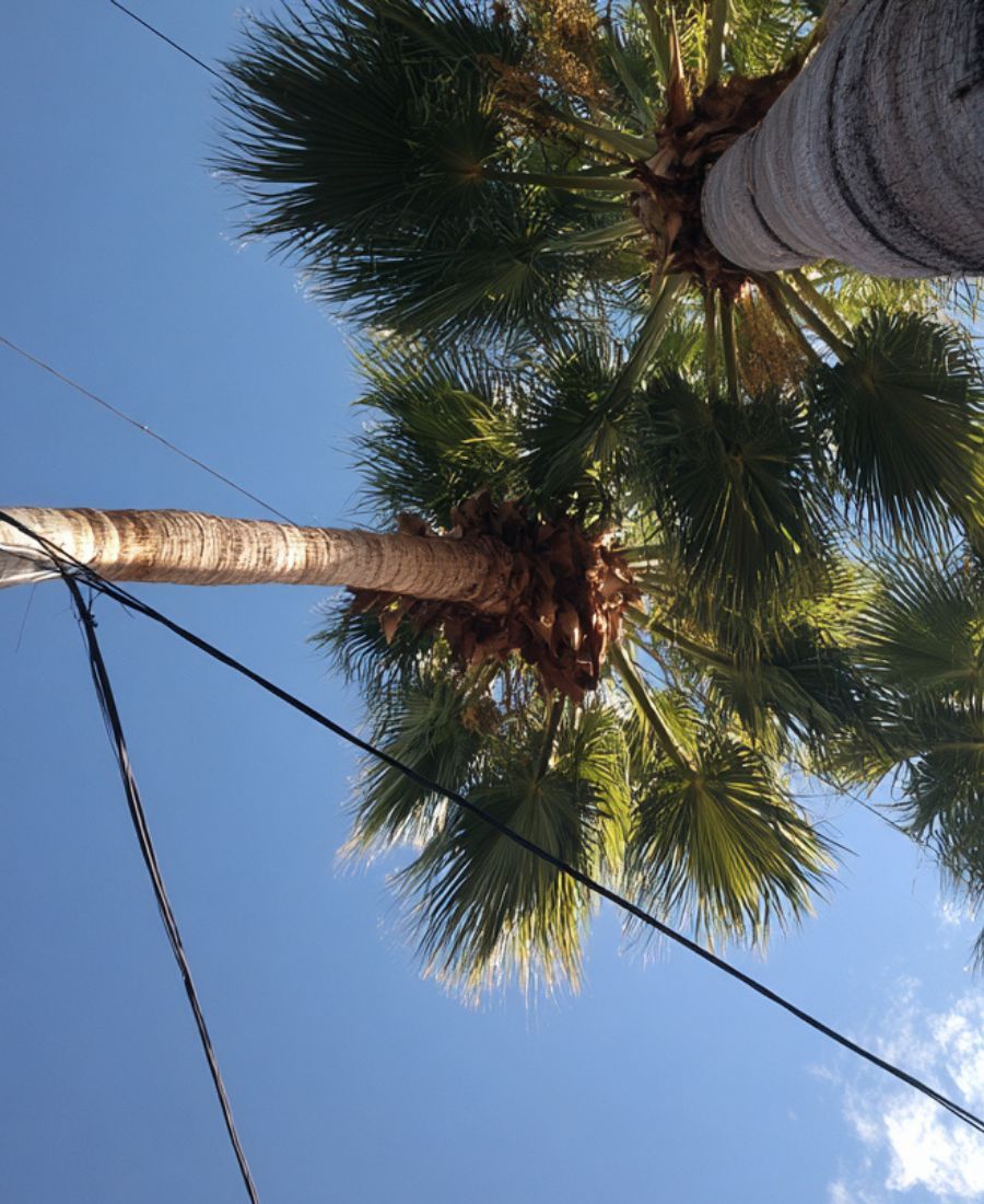 Best Tree Cabling Services North Tucson