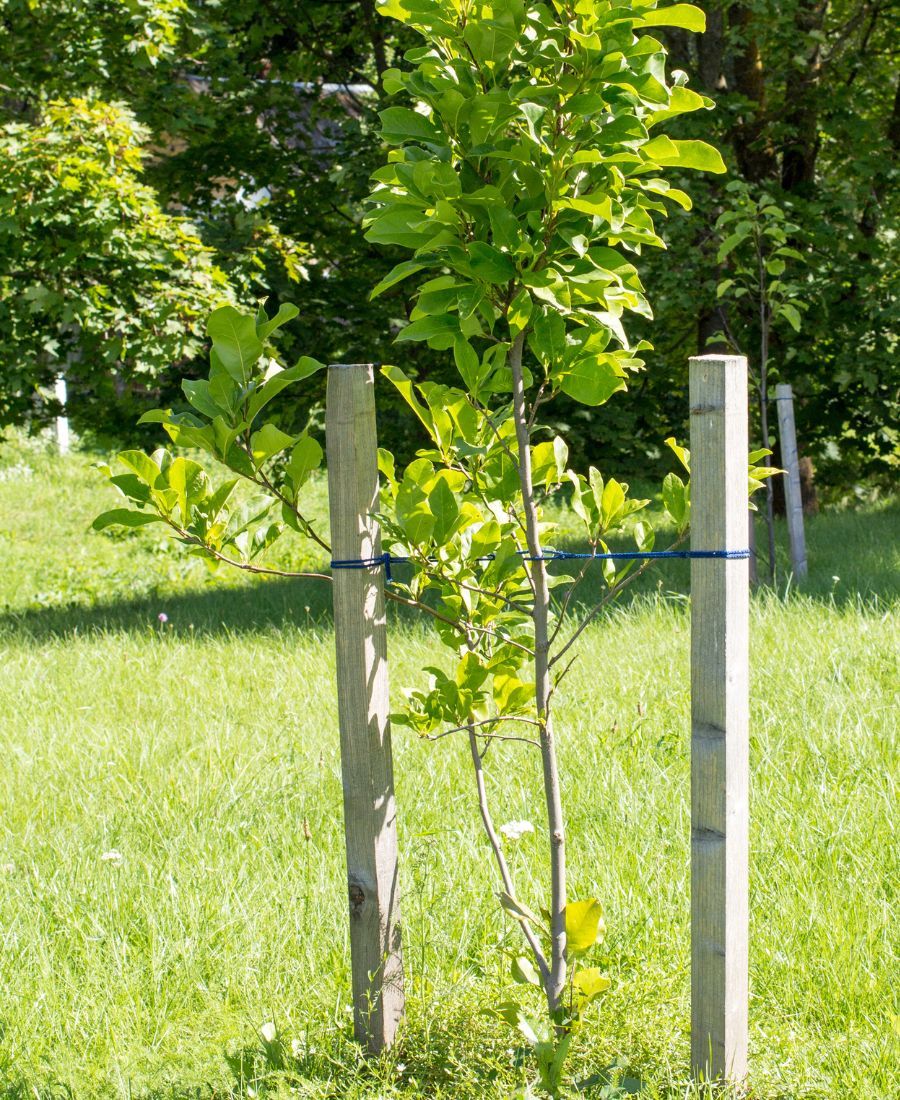 Affordable Tree Cabling Services Tucson