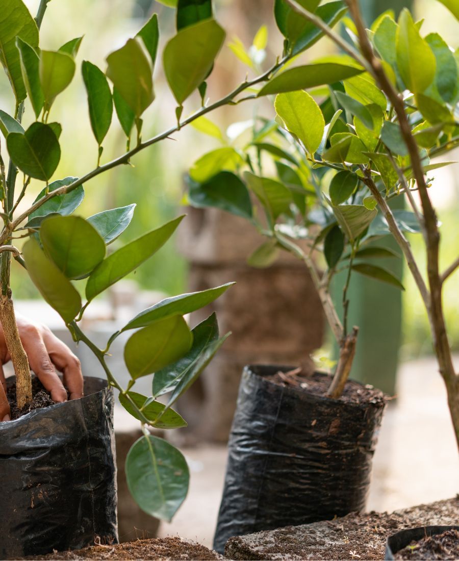 Affordable Tree Planting & Care Services Marana