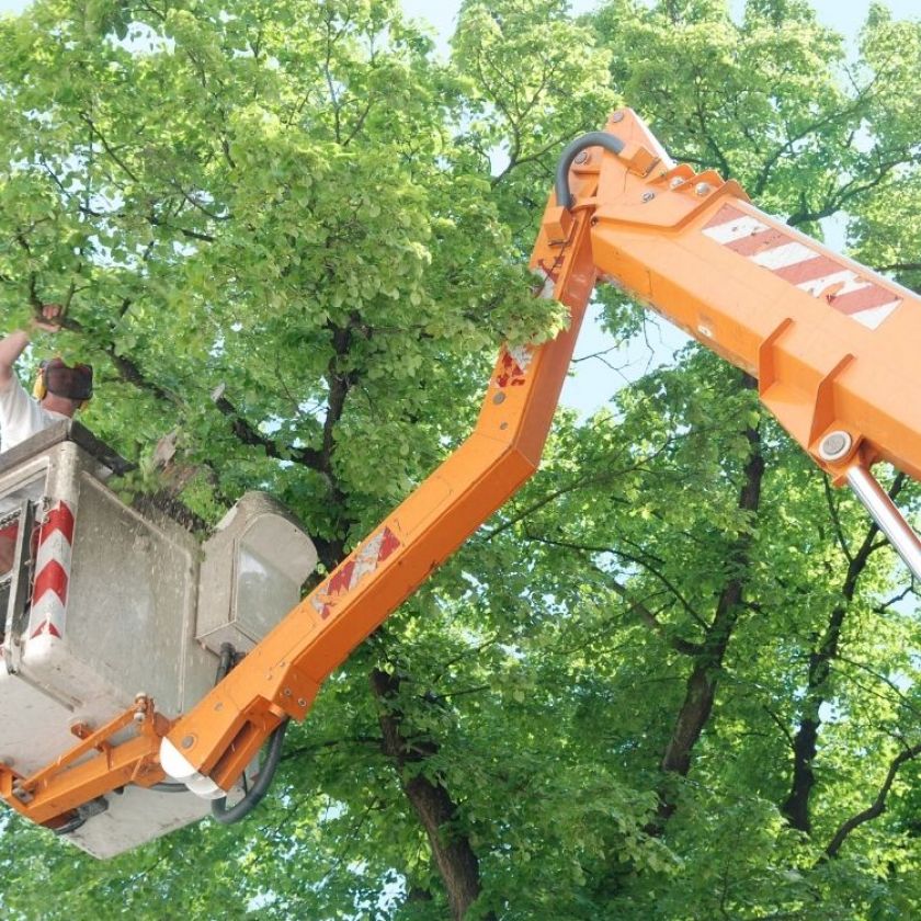 Tree Health Assessment Tucson