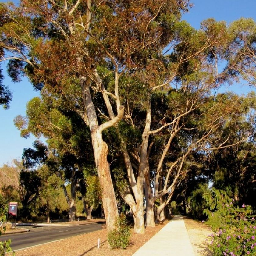 Tree Preservation Services North Tucson