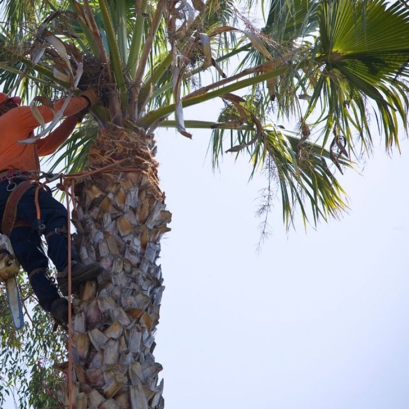 Tree Trimming Services Tucson