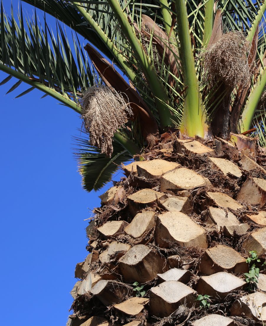 affordable tree trimming services