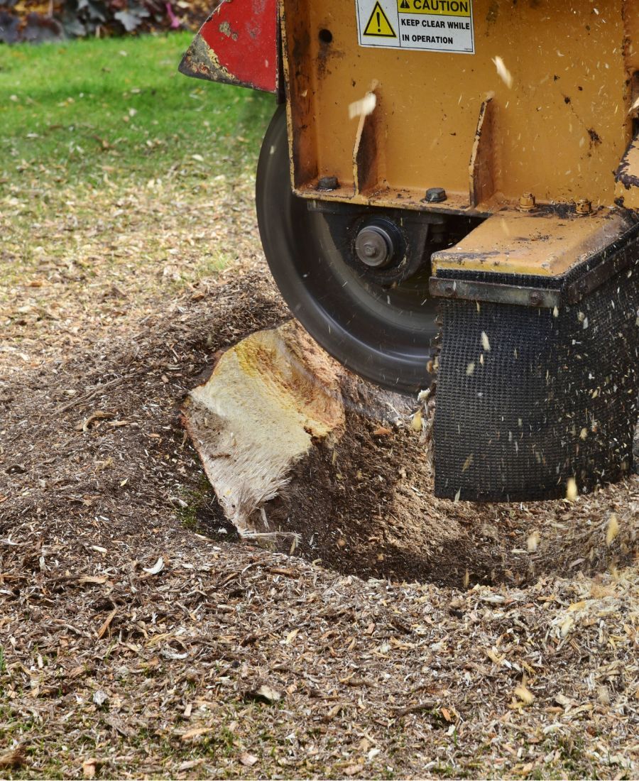Best Stump Grinding Services Tucson