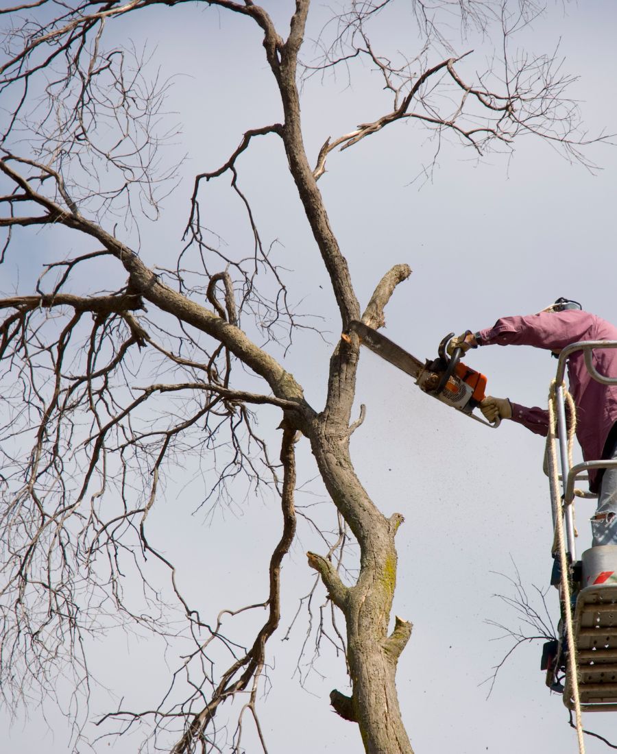 Best Tree Trimming Service North Tucson