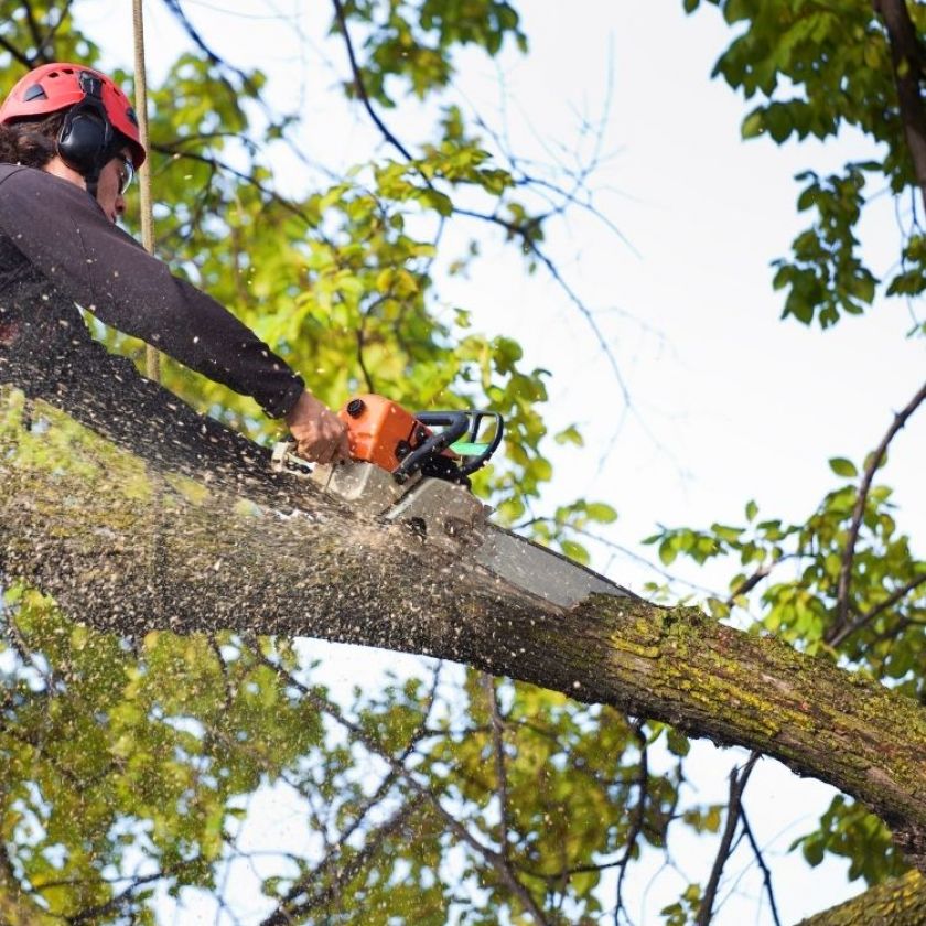 Tree Removal Services Tucson