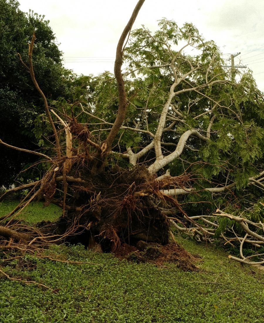 Affordable Emergency Tree Services North Tucson