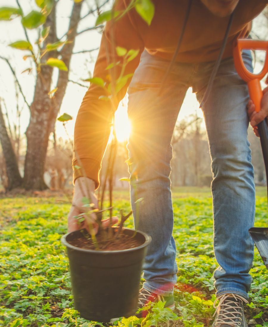 Best Tree Planting & Care Services Saddlebrooke