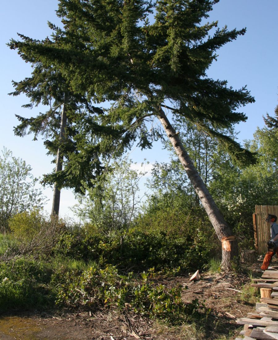 Best Tree Removal Services North Tucson