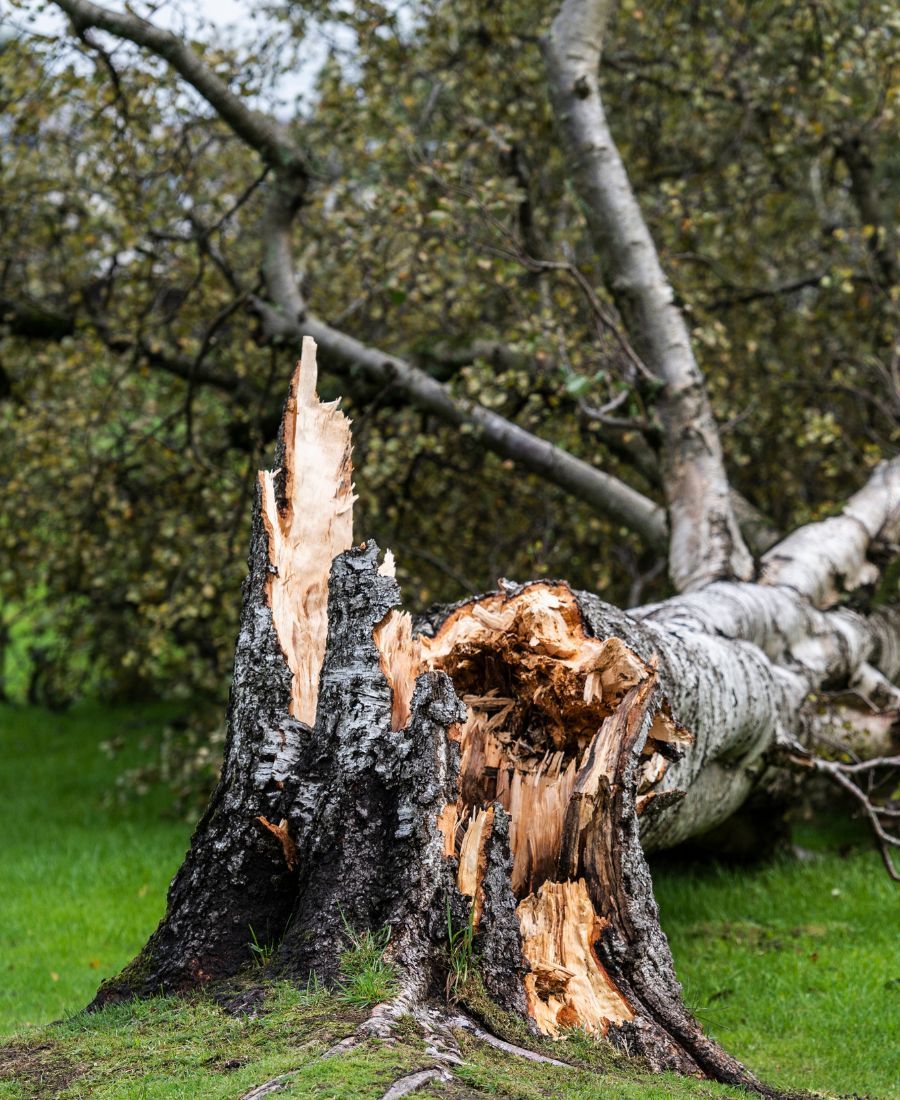 Best Emergency Tree Services Saddlebrooke