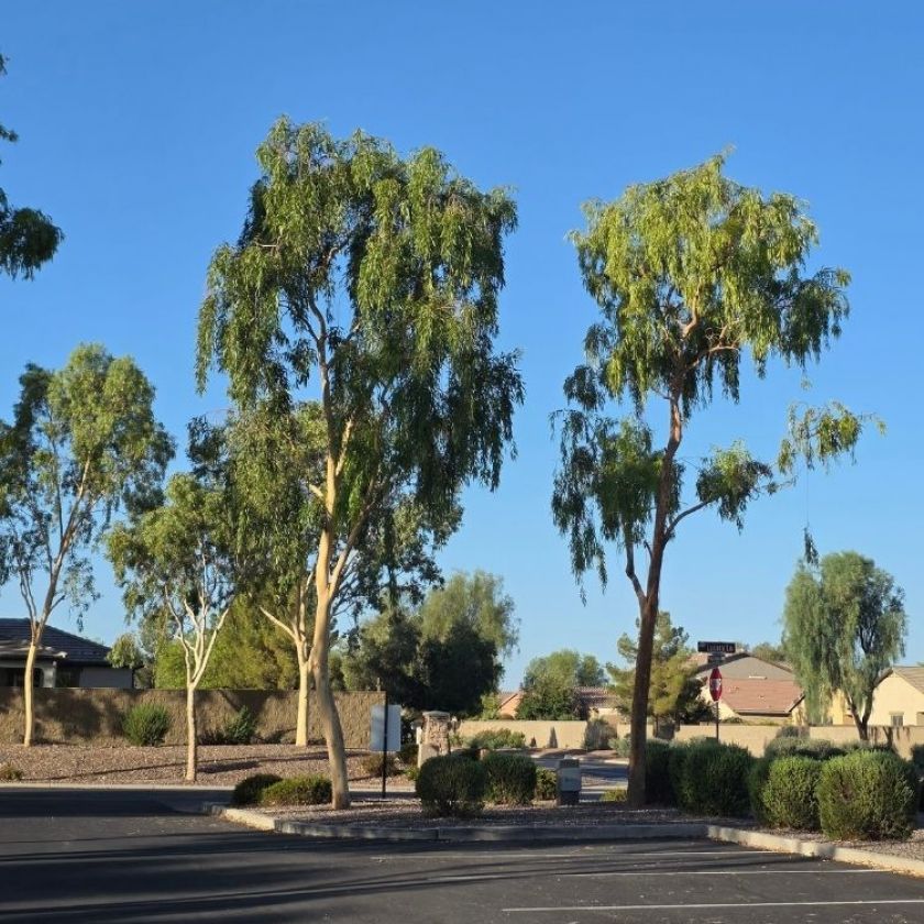 Tree Cabling Services Tucson