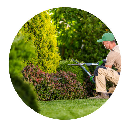 Grown Tree Service